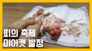 피의축제 미어캣 발정 냥이아빠