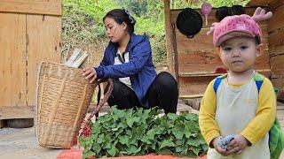 Harvesting self-grown green vegetables to sell