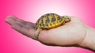 How To Raise BABY TORTOISES Easy Simple Effective