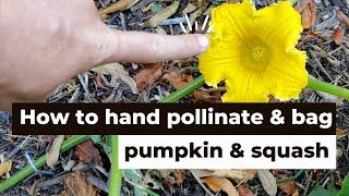 How to identify male & female pumpkin & squash flowers hand pollinate and bag them