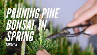 How to Prune Single-Flush Pine Bonsai  Bonsai-U