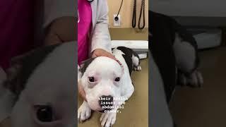 PITBULL PARENTS NEED TO KNOW Health issues in Pitbulls. #viral #pitbull #pitbullpuppy #socute
