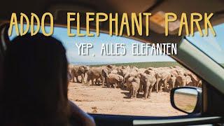 Umgeben von 100 Elefanten Addo Elephant Park • #Südafrika • Reisevlog 268