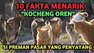 Fakta Unik Kucing Oren yang sering dianggap Preman