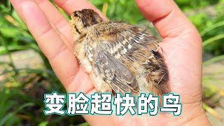 This bird has no love on its face in its hand. It just ran on the ground and disappeared. It change