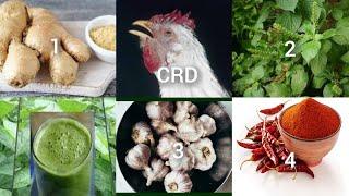 Most effective Organic treatment & PERMANENT cure for CRD - cough in BROILERS and LAYERS @ less COST