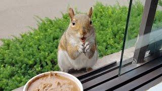 Baby squirrels first reactions to nut butter and more