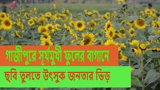 সূর্যমুখী ফুলের বাগান  Sunflower Garden