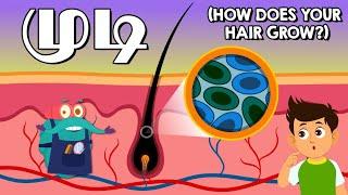 முடி  How Does Your Hair Grow?  Dr. Binocs Tamil  Kids Educational Video