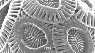 Cosas ordinarias bajo el microscopio