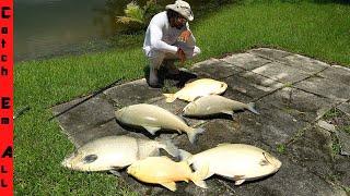 LIGHTNING KILLED ALL the FISH in Pond