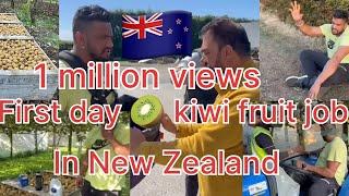 First day of work in New Zealand   kiwifruit picking   kabaddi player