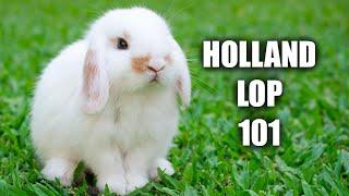 Holland Lop Behavior The Truth About Holland Lop Rabbits