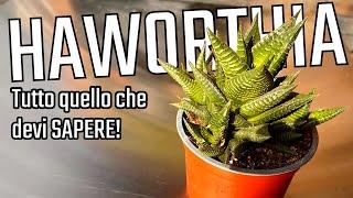 HAWORTHIA Sai COLTIVARLA al meglio?