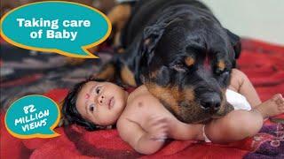 Jerry and Aaru are made for each other  Dog protecting baby  earn money online 