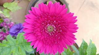 Gerbera care cant get easier than this  Gerbera Daisy