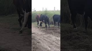 bull fight bull fight in my village 