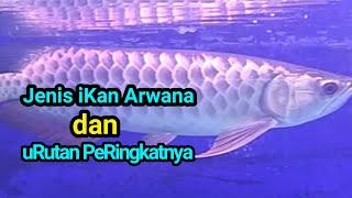 JENIS IKAN ARWANA DAN URUTAN PERINGKATNYA