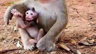 Video Young Mom Tara Worry Looking Care Baby monkey Chris Baby Cry till Pee