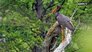 Skryty migrant i podróżnik - bocian czarny