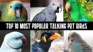 Top 10 Most Popular talking pet Birds  Talking Parrots