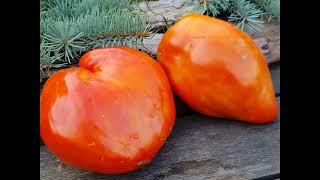 Самый лучший томат в мире 2024 г.Высокоурожайный вкусный и сладкий томат сорта ВЕНЕТО #огород