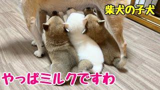 【柴犬 子犬】離乳食も食べるけどやっぱりミルクが恋しい子犬たち