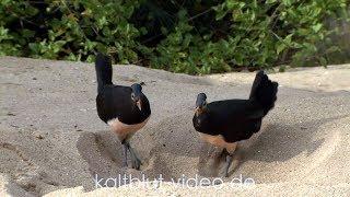 Burung Maleo Maleo bird Hammerhuhn Macrocephalon maleo Sulawesi