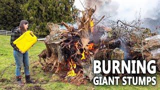 Tree Stump Removal - Part 2 Burning Splitting Backfilling and Sowing Seed