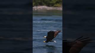 Eagle catching a fish #eagle