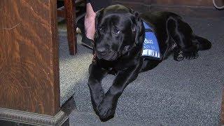 Cook Co. States Attorney adds comfort dog to staff for child sex assault victims