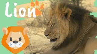 Animal Safari Vocabulary Adventure 