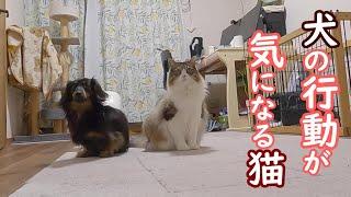 犬に隣に座られて戸惑う猫【保護猫／ダックス】