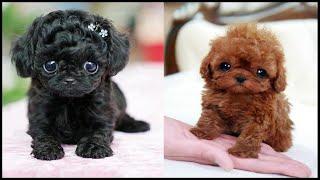 Teacup Poodle Compilation Video  Super Cute Tea Doggies