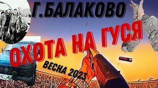 Охота на гуся г.Балаково весна 2023