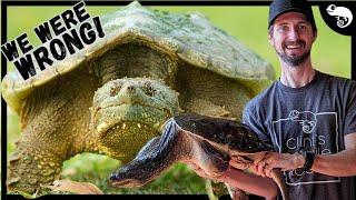 We Have Been Completely Wrong About Snapping Turtles