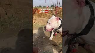 Street dogs attacked on my dog Rocky pitbull 