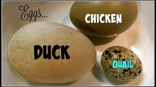 Yummy Eggs Duck vs Chicken vs Quail