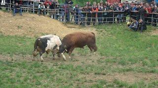 Bullfighting in Bosnia 2