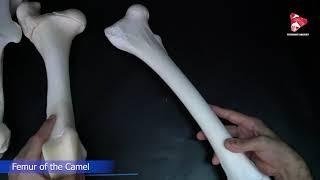 Comparative anatomy of the Femur Bone