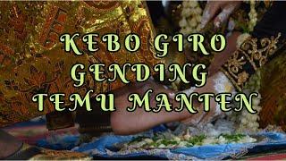 KEBO GIRO GENDING TEMU MANTEN