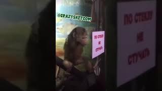 Monkey Playing At The Zoo #edit #funny #shortvideo #meme #editing #hilarious #comedy #edits