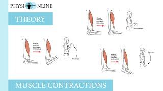 Muscle contractions concentric eccentric and isometric