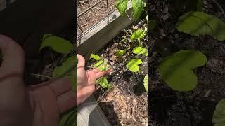 More shade cloth for the garden