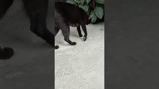 Kucing kepanasan #shorts  #videoshorts