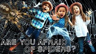 Spiders for Kids - Orb Weaver Spider Are you Afraid of Spiders?