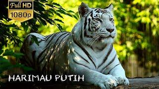 HARIMAU UNIK WARNA PUTIH  WHITE TIGER FULL HD