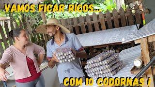 lucro com apenas 10 codornas ? Gostei  #sustentabilidade #rural  @TILAPIAMinhaVida