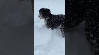 We got DUMPED on-Miss Maggie loves it though  #dogplayinginsnow #bernerdoodleplaying #bernerdoodle