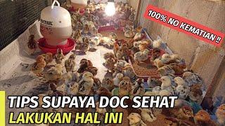 TIPS SUPAYA DOC SEHAT  100% NO KEMATIAN